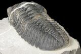 Huge, Pedinopariops Trilobite - Mrakib, Morocco #126324-5